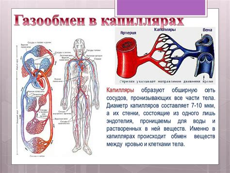 Влияние на сосуды и кровообращение