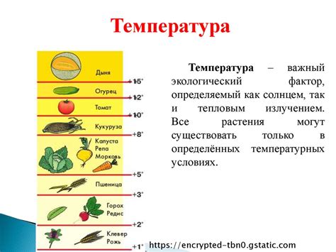 Влияние неправильной температуры на продукты