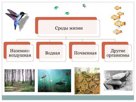 Влияние образа жизни и места обитания на поведение и экологическую роль жаб и грызунов