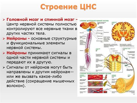 Влияние отдыха на функционирование мозга и нервной системы