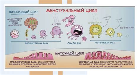 Влияние повышенных уровней ЛГ и ФСГ на организм