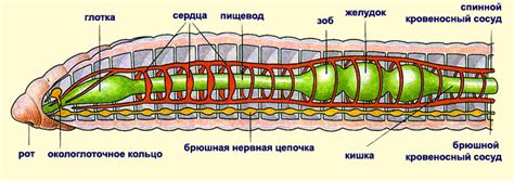 Влияние символа червяка на содержание и интерпретацию сновидений