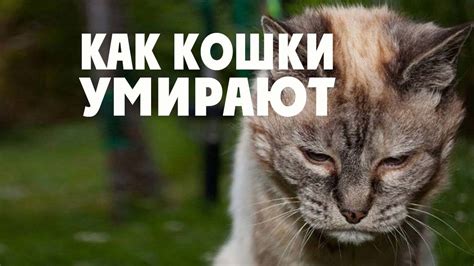 Влияние сна о умирающей кошке Леопольде на окружающие обстоятельства