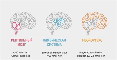 Влияние сновидений на активность разума в период сна