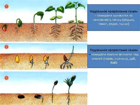 Влияние солнца на рост и развитие растений