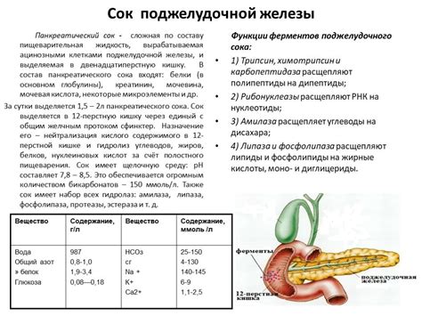 Влияние соляной кислоты на пищеварительную систему