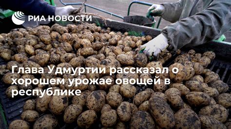 Влияние увиденного сна о хорошем урожае лука на динамику цен на данную продукцию