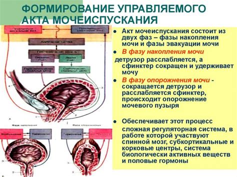 Влияние удаления мочевого пузыря на процесс мочеиспускания