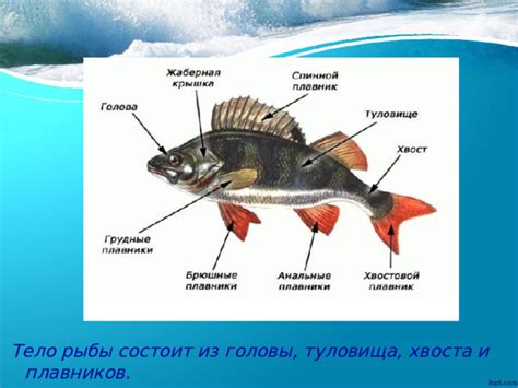 Влияние условий содержания на облезание хвоста и плавников