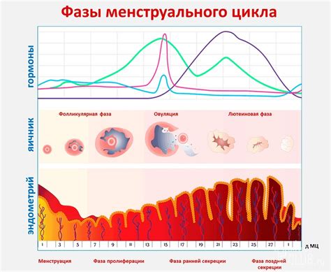 Влияние фазы менструального цикла на сновидения: миф или реальность?