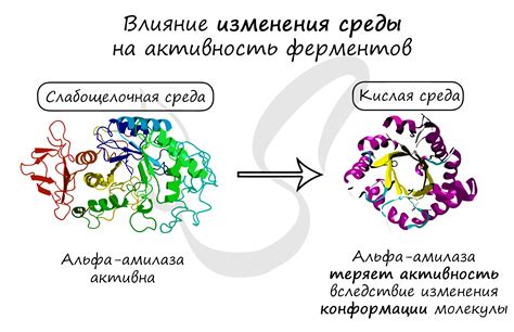 Влияние ферментов на глюкозу