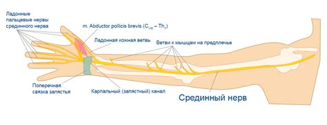 Влияние физиологии на чувствительность пальца