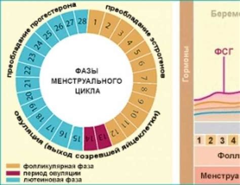 Влияние физической активности и спорта на менструальный цикл