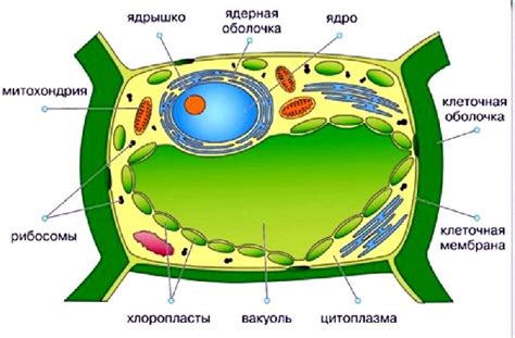 Влияние функций пищеварительной вакуоли на обмен веществ в амебе