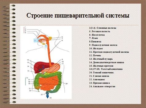 Влияние шубата на функционирование пищеварительной системы