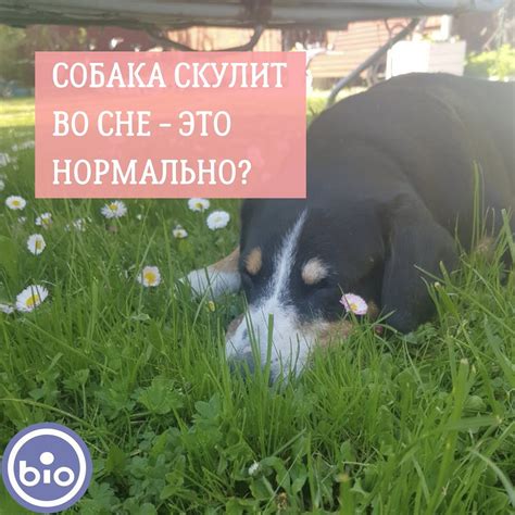 Влияние эмоций на содержание сновидений