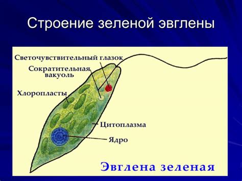 Влияние ядра на эволюцию эвглены зеленой