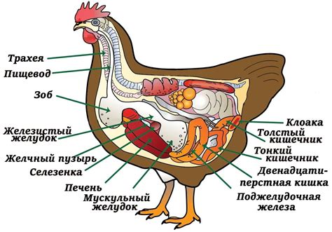 Внутренние механизмы поиска курицы