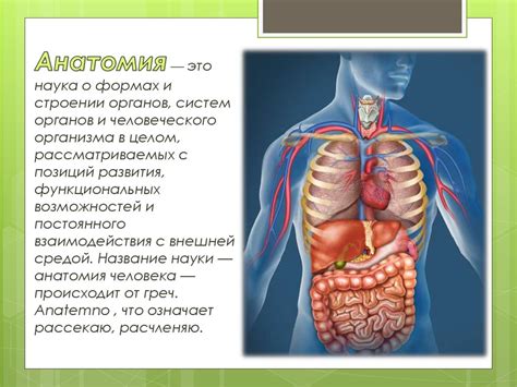 Внутренние органы, защищаемые ребрами