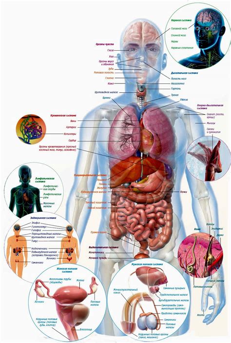 Внутренние органы человека