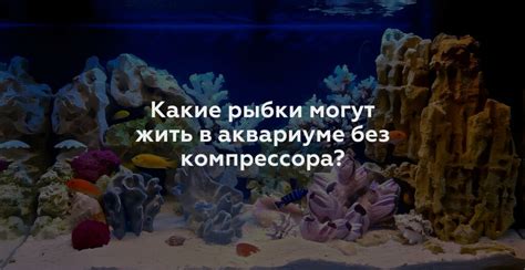 Вода и ее качество в аквариуме без компрессора