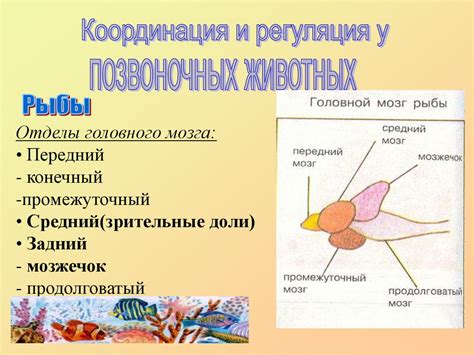 Вода и регуляция температуры организмов