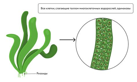 Водоросль как адаптированная организация