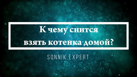 Возвращение домой: К чему снится находка любимого кота?