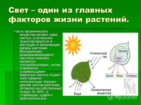 Воздействие влаги и света на грибы