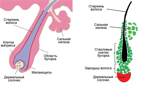 Воздействие на волосяные фолликулы