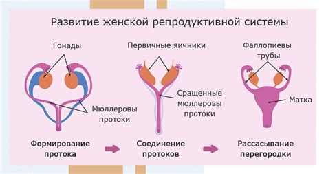 Воздействие на гормональный баланс и репродуктивную систему