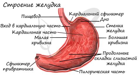 Воздействие на желудок и пищевод