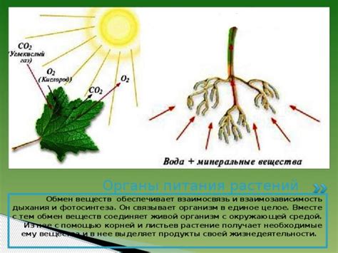 Воздействие на растения