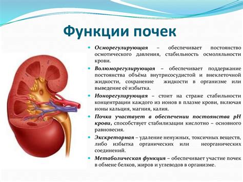 Воздействие на функции почек и печени