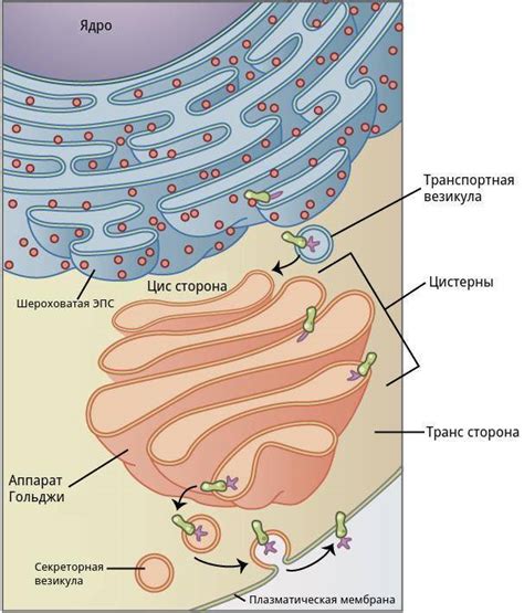 Возможности аппарата Гольджи в нервной ткани