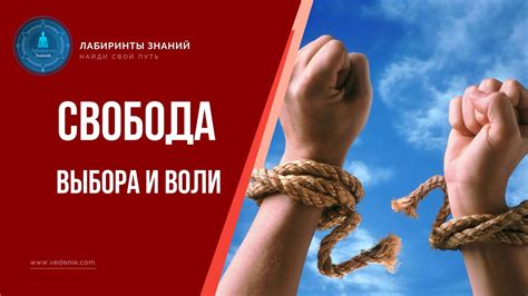 Возможность выбора и свобода действий в жизни: истолкование сна о многочисленных пернатых обитателях воды