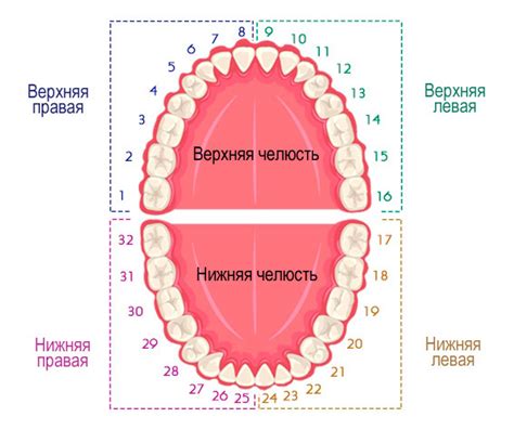 Возможные значения символики рту и зубам в сновидениях