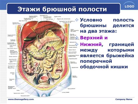 Возможные значения снов, связанных с исследованием брюшной полости на протяжении недели: 5 полезных смысловых интерпретаций