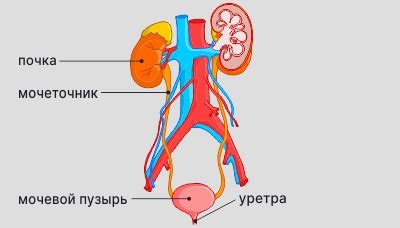 Возможные методы лечения красной мочи