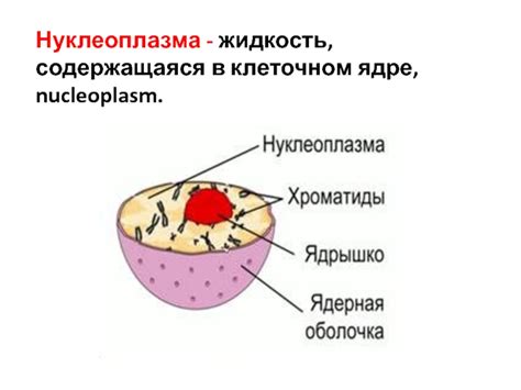 Возможные нарушения в работе пор в клеточном ядре