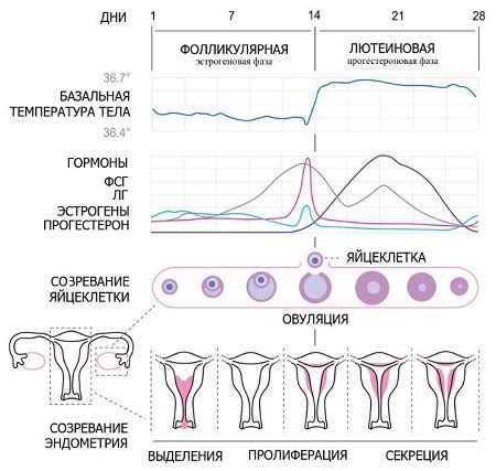 Возможные патологические причины неприятных ощущений на 8 день цикла