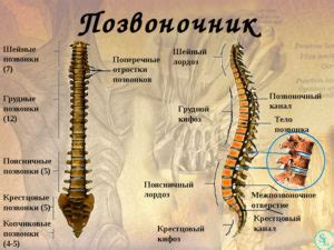 Возрастные изменения изгибов позвоночника