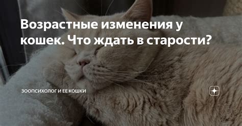 Возрастные изменения шерсти у старых кошек