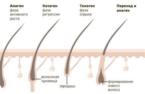 Волосяные фазы: определение хорошего времени