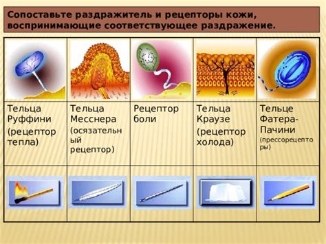 Волшебные функции кожи: от защиты до терморегуляции