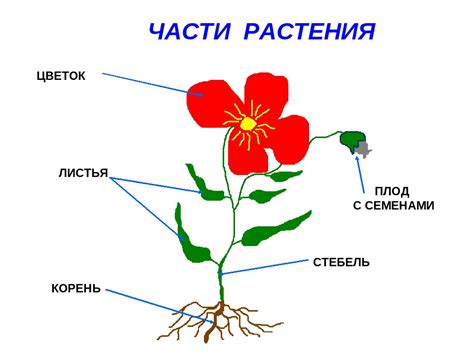 Воровство цветов с корнем и личное пространство