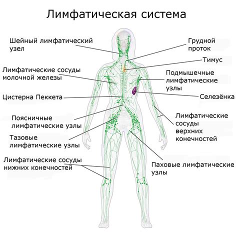 Воспаление лимфатических узлов в паховой области