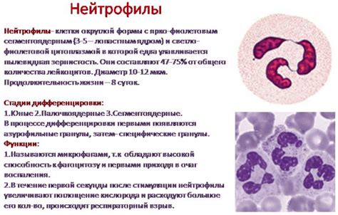 Воспалительные процессы и повышение абсолютного числа нейтрофилов