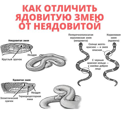 Воспринимаемая угроза и возможные интерпретации при укусе змеей в области шеи