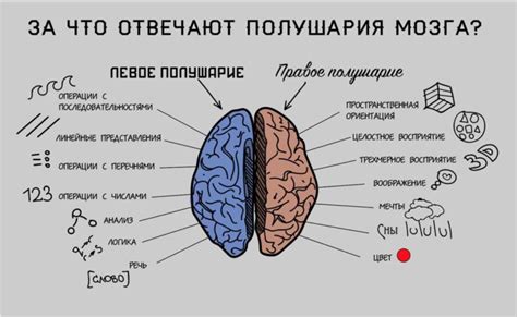 Восприятие рекламы и элементов химии в мозге